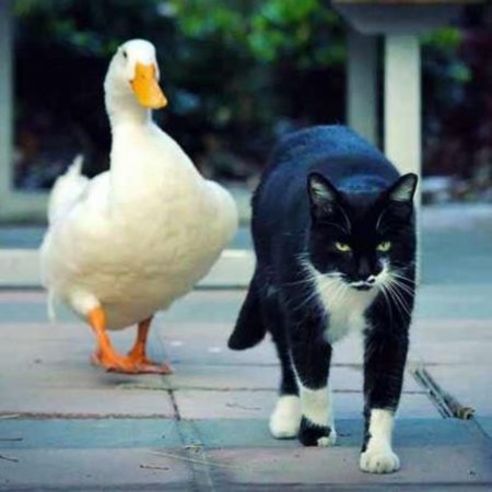 Прожорливая утка испугала кота и покорила пользователей Reddit