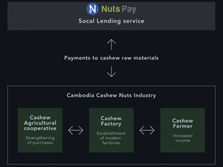 NutsPay: развитие рынка орехов кешью в Камбодже с помощью блокчейна и криптовалют