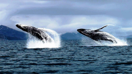 Количество китов в сетях Биткоина и Эфириума достигло исторического максимума