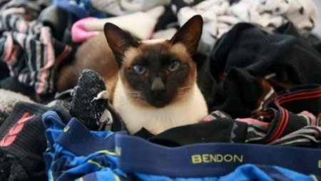В Новой Зеландии обнаружена кошка-клептоман